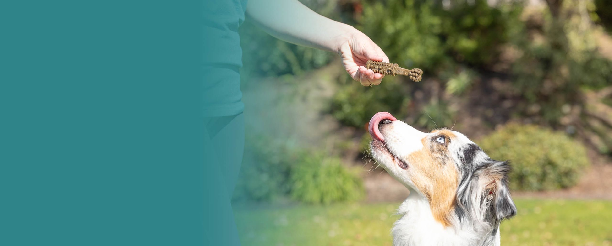 Dental Chew Lifestyle