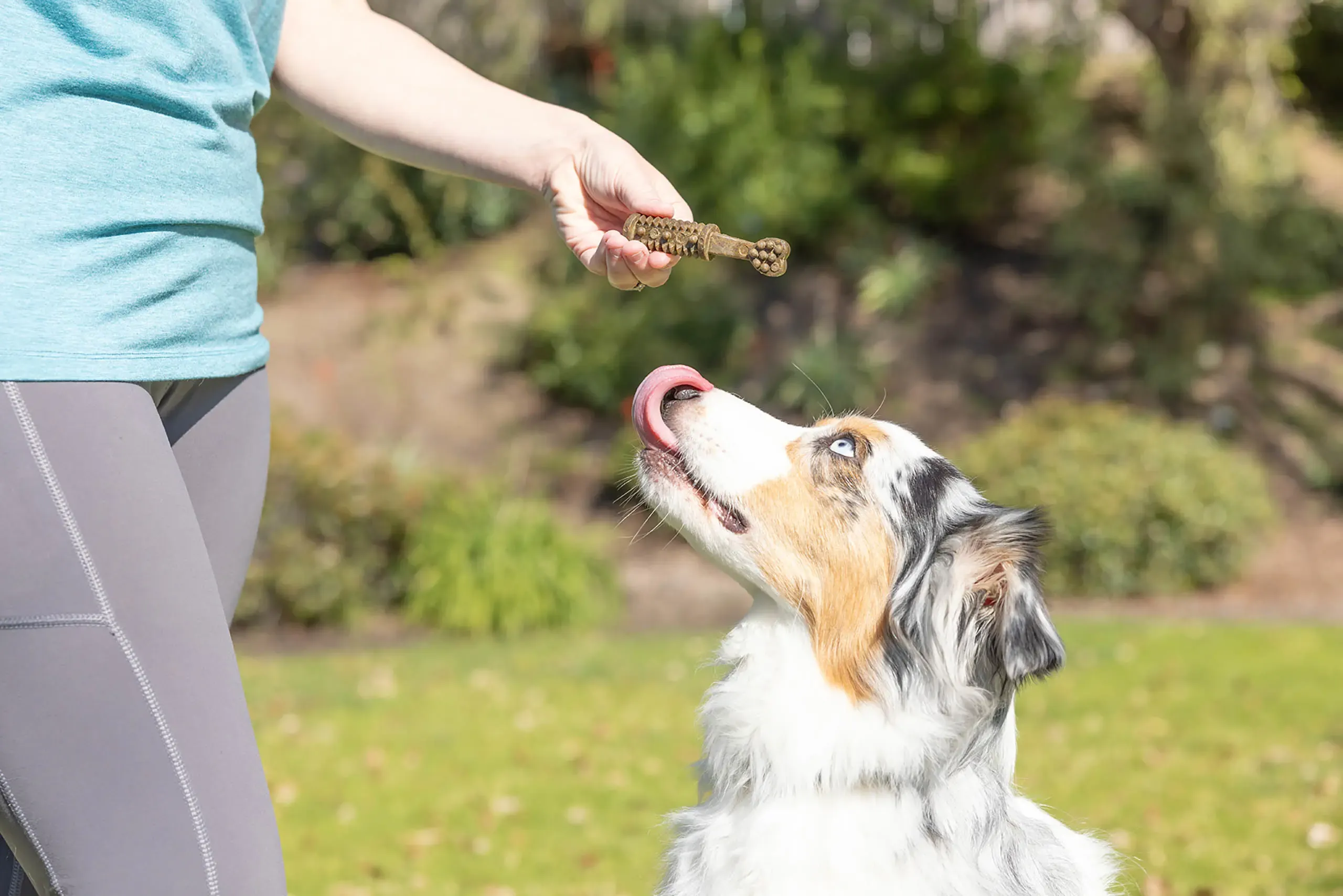 Dental Chew Lifestyle